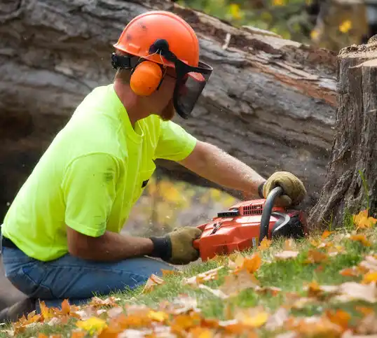 tree services University Heights